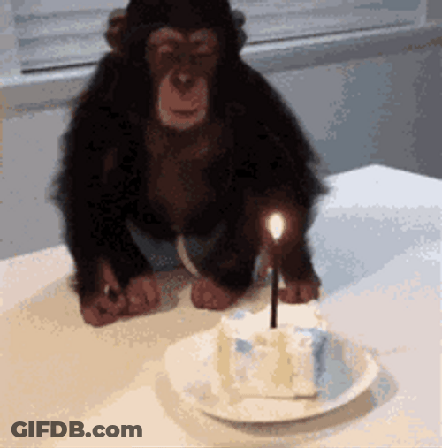 Monkey Blowing Birthday Candle On Cake GIF