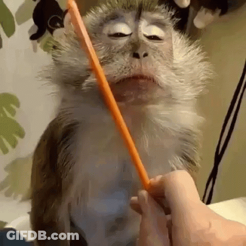 Monkey Brushing Teeth With Toothbrush GIF