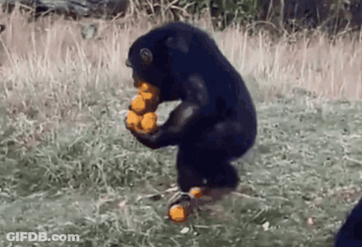 Monkey Carrying Food GIF