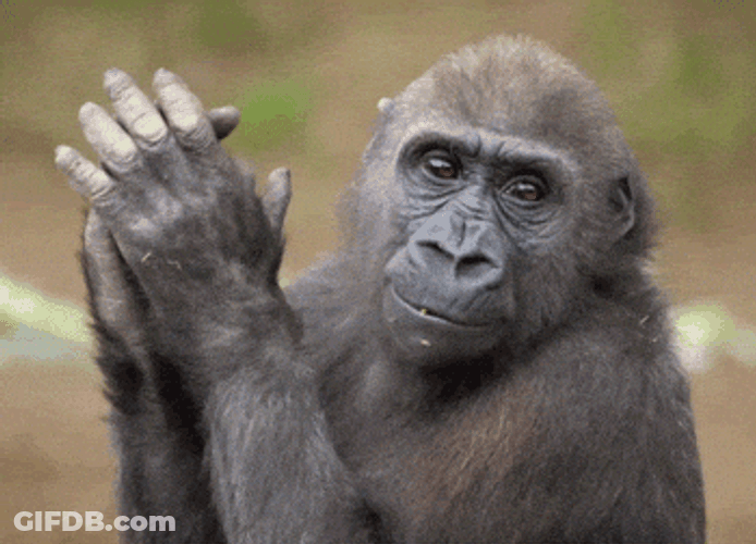 Monkey Clapped To Welcome Funny Holiday GIF