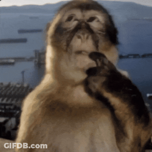 Monkey Cleaning Face GIF