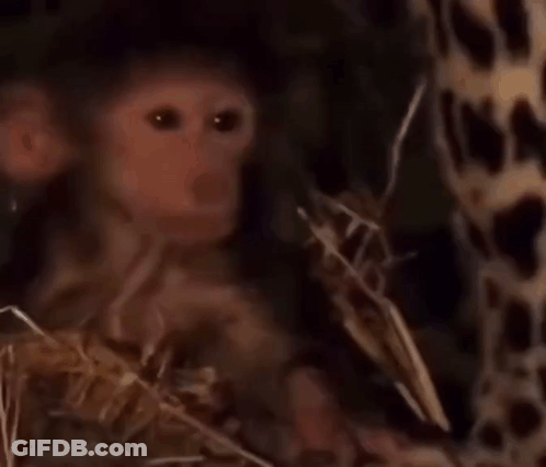 Monkey Close Up Looking Camera By Fence GIF