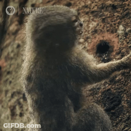 Monkey Close Up Nature GIF