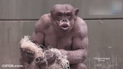 Monkey Close Up With Sloggervlogger Animals GIF