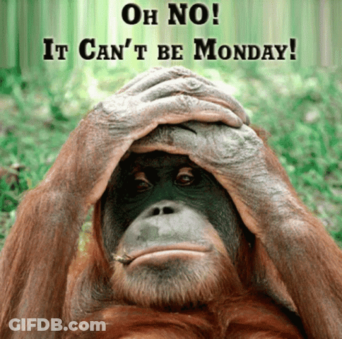 Monkey Covering Face Saying Oh No It Can't Be Monday GIF