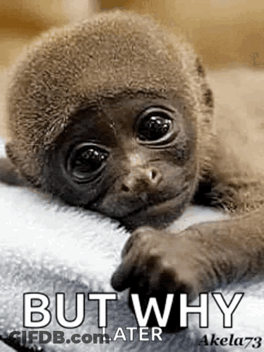 Monkey Cute GIF