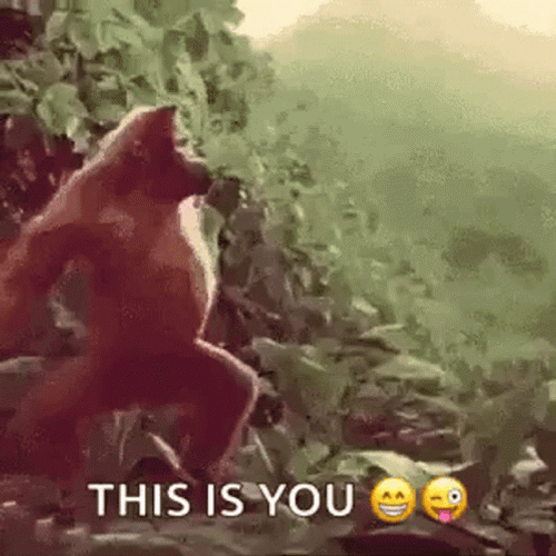 Monkey Dance This Is You GIF