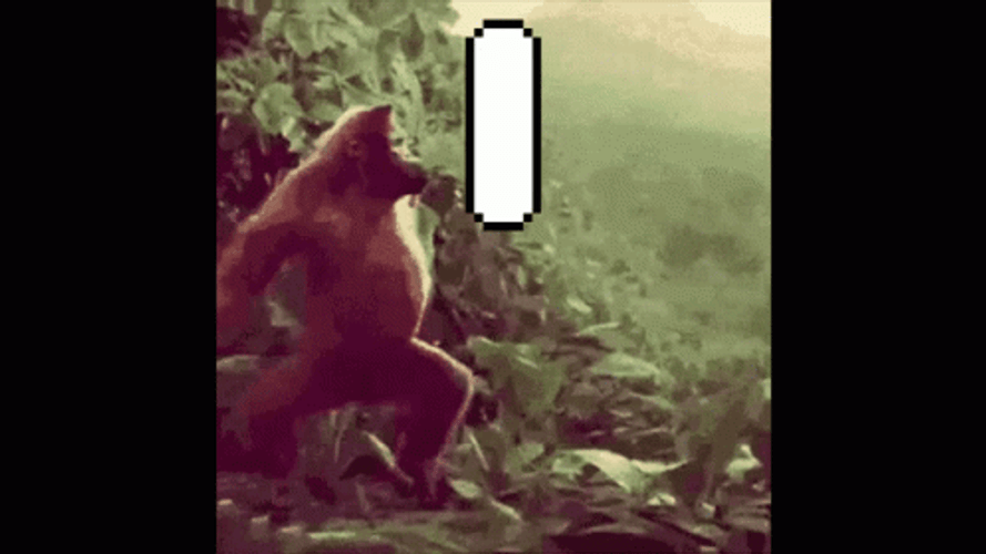 Monkey Dancing 99 Dance Coz Ashton Win GIF