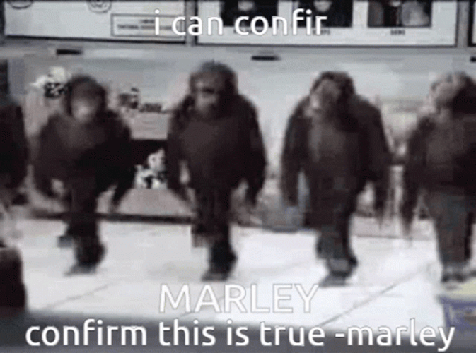 Monkey Dancing I Can Confirm Marley GIF