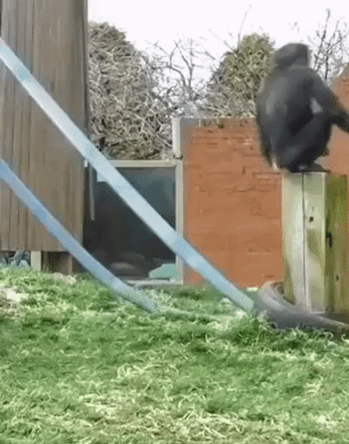 Monkey Doing Back Flip GIF