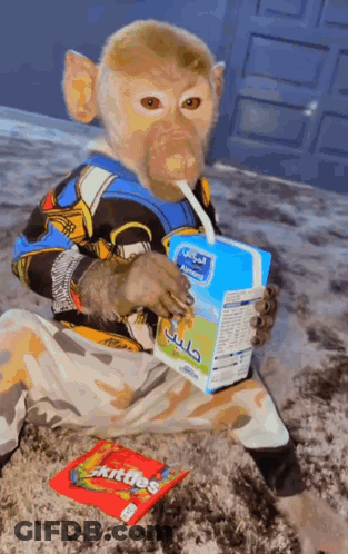 Monkey Drinking Milk Through Straw Next To Skittles GIF