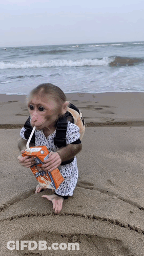Monkey Drinking Orange Juice GIF