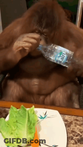 Monkey Drinking Water Bottle Alain GIF