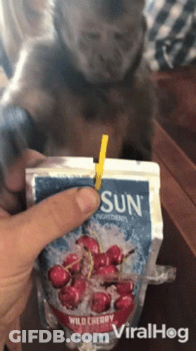 Monkey Drinking Wild Cherry Juice GIF
