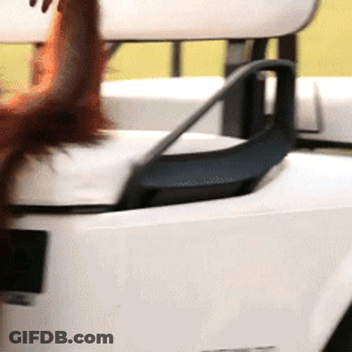 Monkey Driving Golf Cart GIF