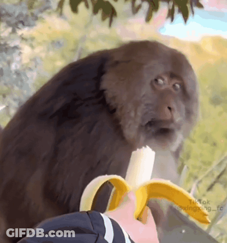 Monkey Eating Banana From Hand GIF