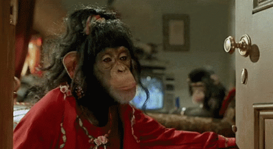 Monkey Eating Bubblegum GIF