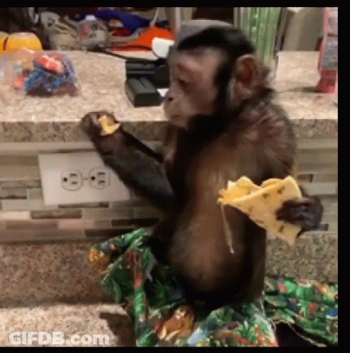 Monkey Eating Food Near Outlet GIF