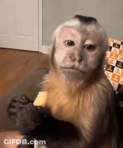 Monkey Eating Food With Letter T GIF