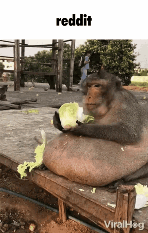 Monkey Eating Lettuce Reddit Meme GIF