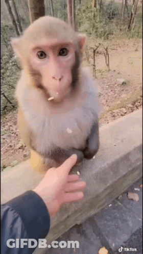 Monkey Eating Nut Next To Hand GIF
