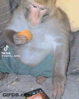 Monkey Eating Orange On Couch Looking At Phone GIF