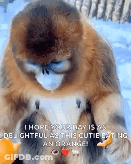 Monkey Eating Orange With Heart Eye GIF
