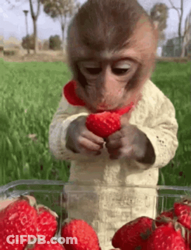 Monkey Eating Strawberry From Container GIF