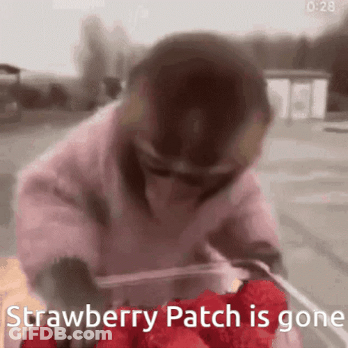 Monkey Eating Strawberry Meme GIF