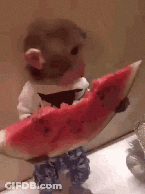 Monkey Eating Watermelon GIF