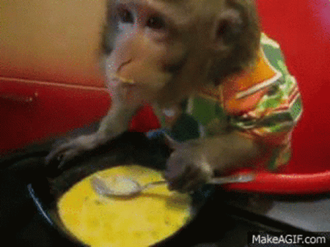 Monkey Enjoying His Soup GIF