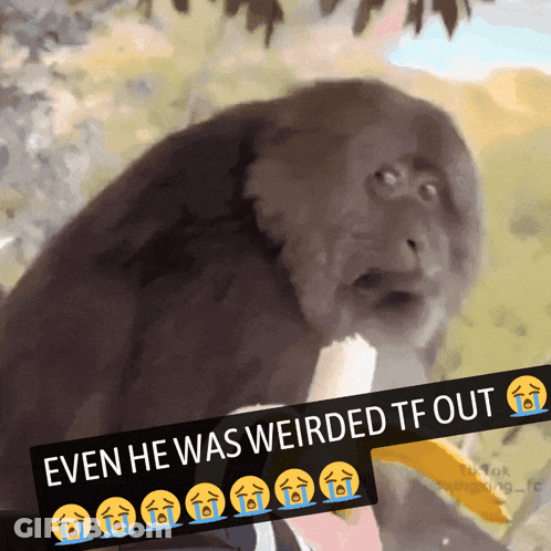 Monkey Even He Was Weirded Tf Out GIF