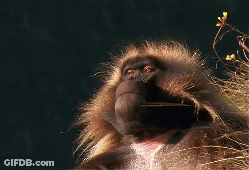Monkey Face Close Up Dark Background GIF
