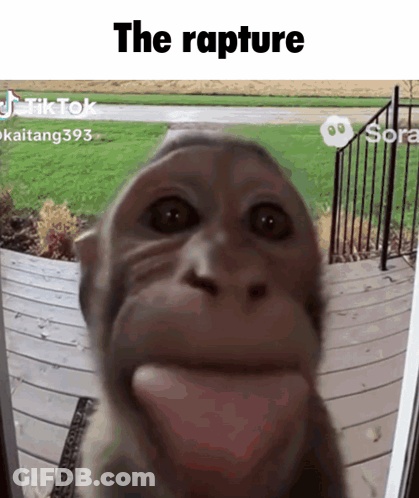 Monkey Face Close Up The Rapture GIF