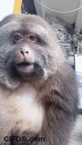 Monkey Face Close Up With Sign GIF