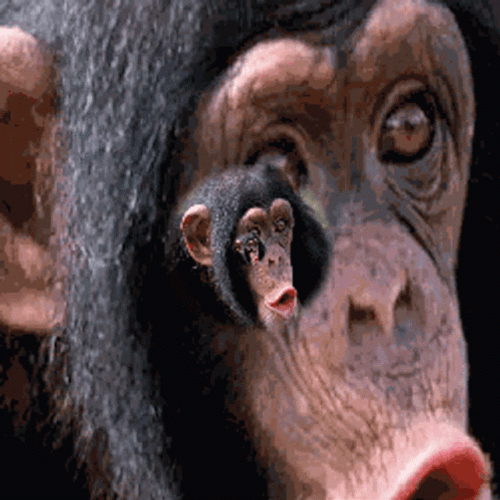 Monkey Face Fractal GIF