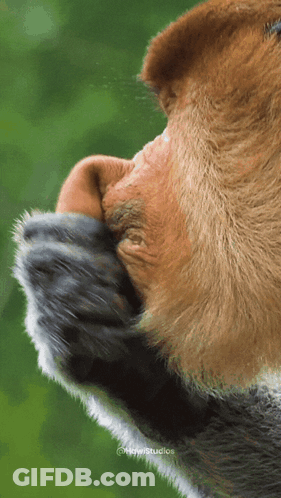 Monkey Face With Green Background And Studios GIF