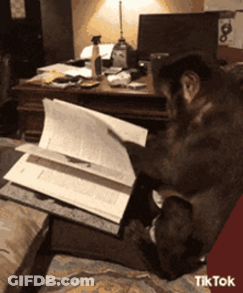 Monkey Frantic Reading Book GIF