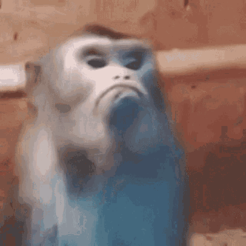 Monkey Frown GIF