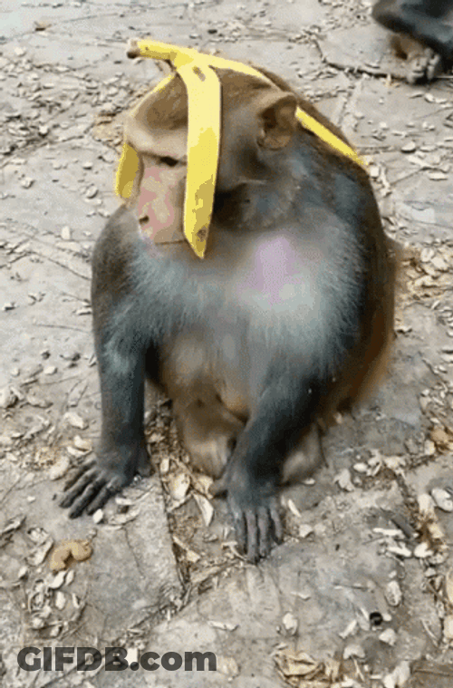 Monkey Funny Eating Banana GIF
