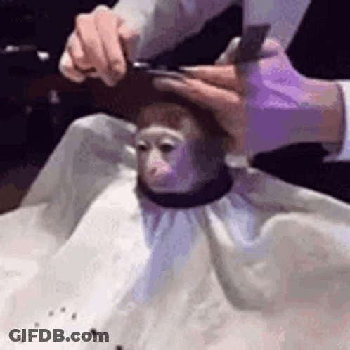 Monkey Getting Haircut By Man GIF