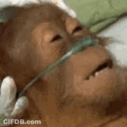 Monkey GIF