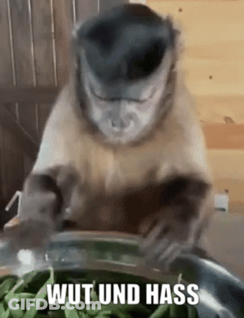 Monkey Half Beans Wut GIF