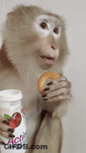 Monkey Holding Bottle Of Actimel And Donut GIF