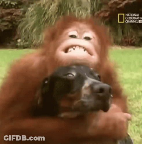 Monkey Holding Dachshund Making Face GIF
