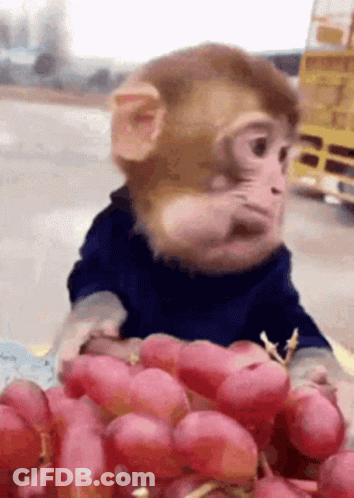 Monkey Holding Grapes Looking At Camera GIF