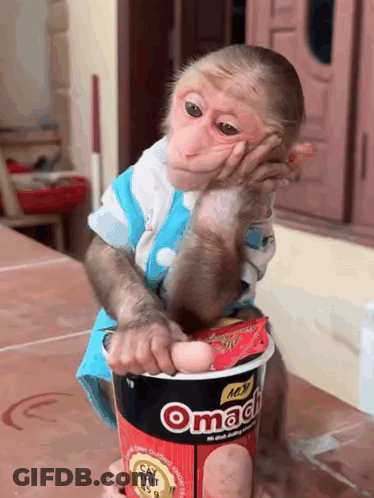 Monkey Holding Omach Noodles GIF