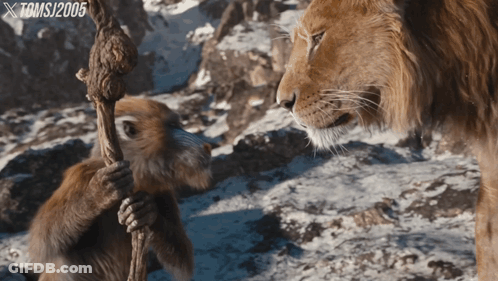 Monkey Holding Rope Next To Lion 2005 GIF