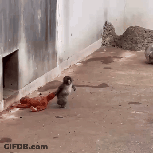 Monkey Holding Stuffed Animal GIF