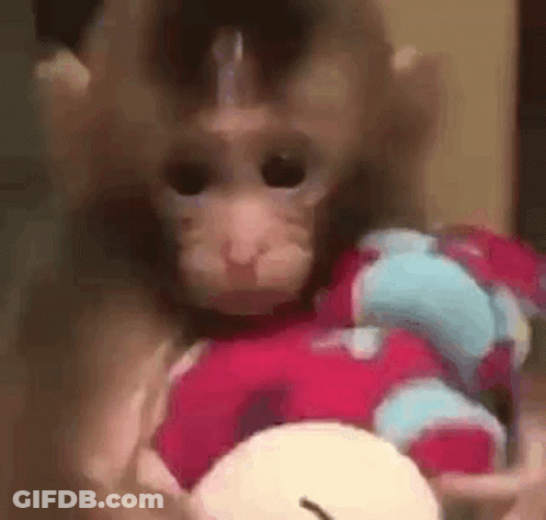 Monkey Holding Stuffed Animal GIF